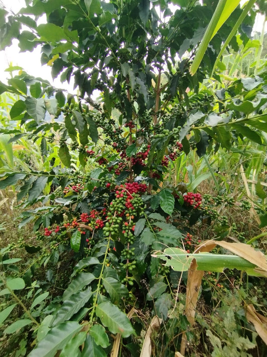 N°54 - La Abana - Colombie