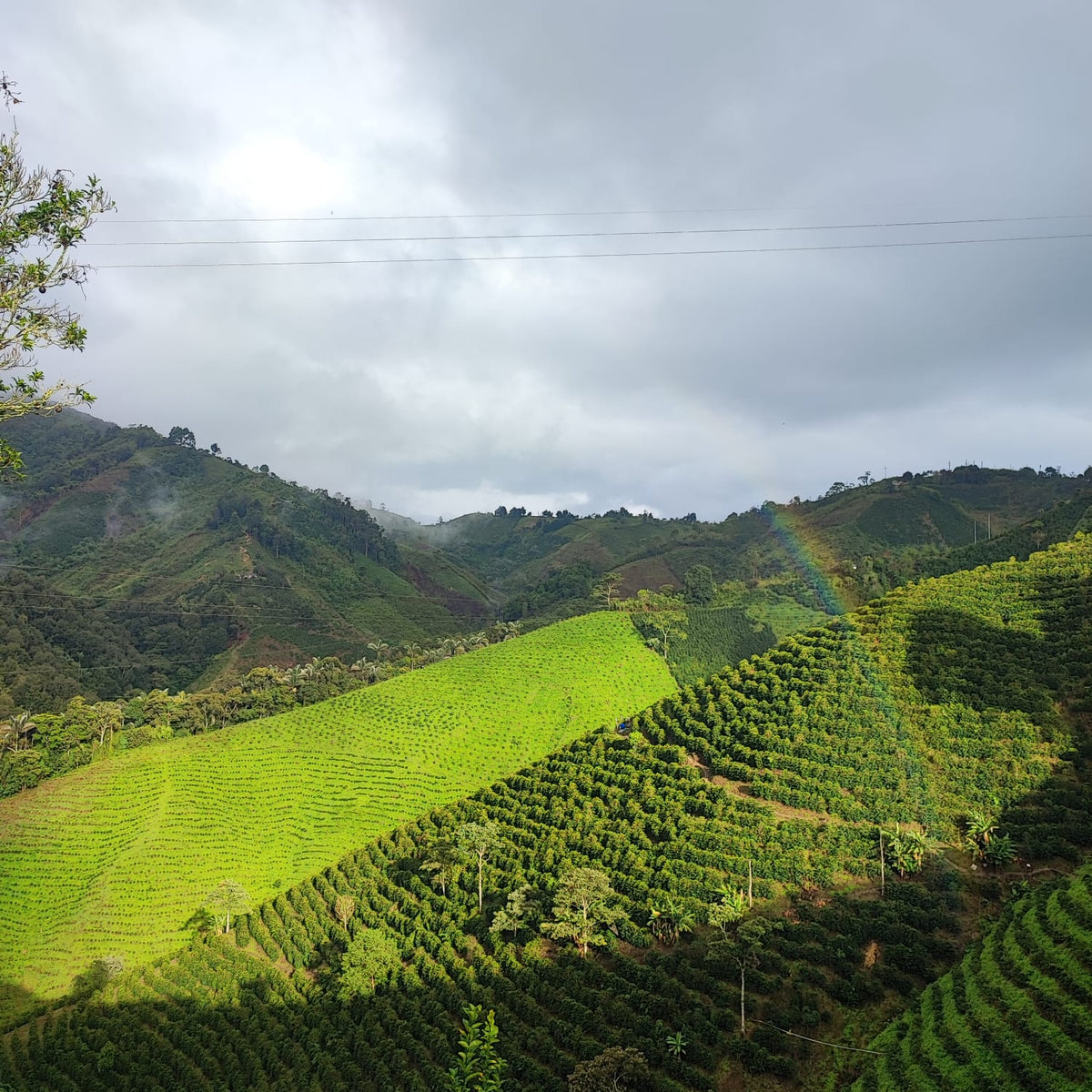N°50 - Décaf Las Flores - Colombie